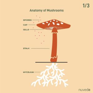 What's Mycelium And Why You Should Know