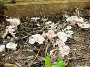 outdoor bed pink oyster mushroom nuvedo