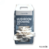 Fairy white oyster mushroom growing kit