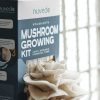 Fairy white oyster mushroom growing kit