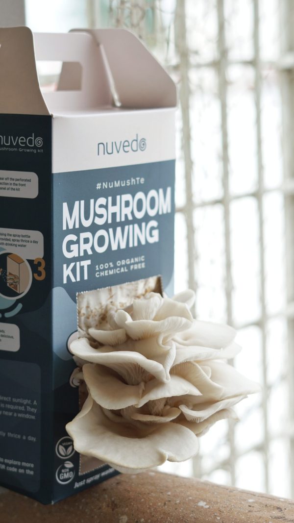 Fairy white oyster mushroom growing kit
