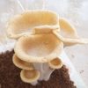 King tuber oyster mushroom flush growing from mushroom kit