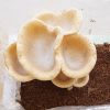 King tuber oyster mushroom flush growing from mushroom kit