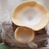 King tuber oyster mushroom flush growing from mushroom kit