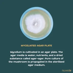 Infographic about myceliated agar plate