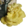 Golden oyster mushroom flush