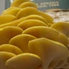 Golden oyster mushroom growing kit