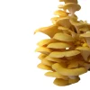 Golden oyster mushroom flush