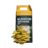 Golden oyster mushroom growing kit by nuvedo