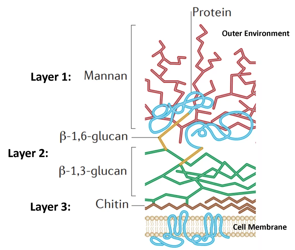 Cell wall