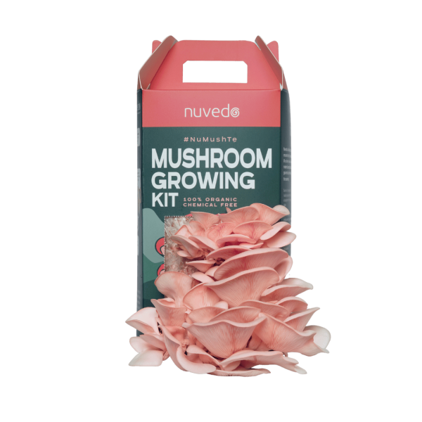 Nuvedo pink oyster mushroom growing kit with pink oyster mushroom flush
