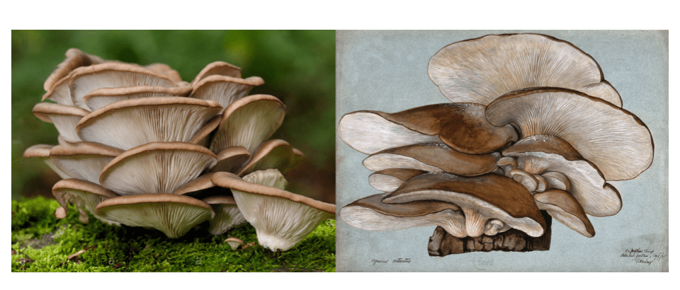 bb lab glutathione c ingredients 5. Oats vs. Mushrooms: Unveiling the Secrets of Beta-Glucan in Cosmeti