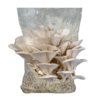 Mushroom cultivation kit with oyster mushroom growing