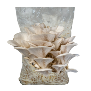 Mushroom cultivation kit with oyster mushroom growing