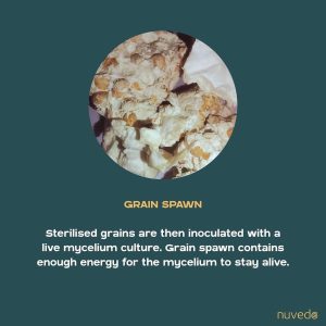 Picture of grain spawn