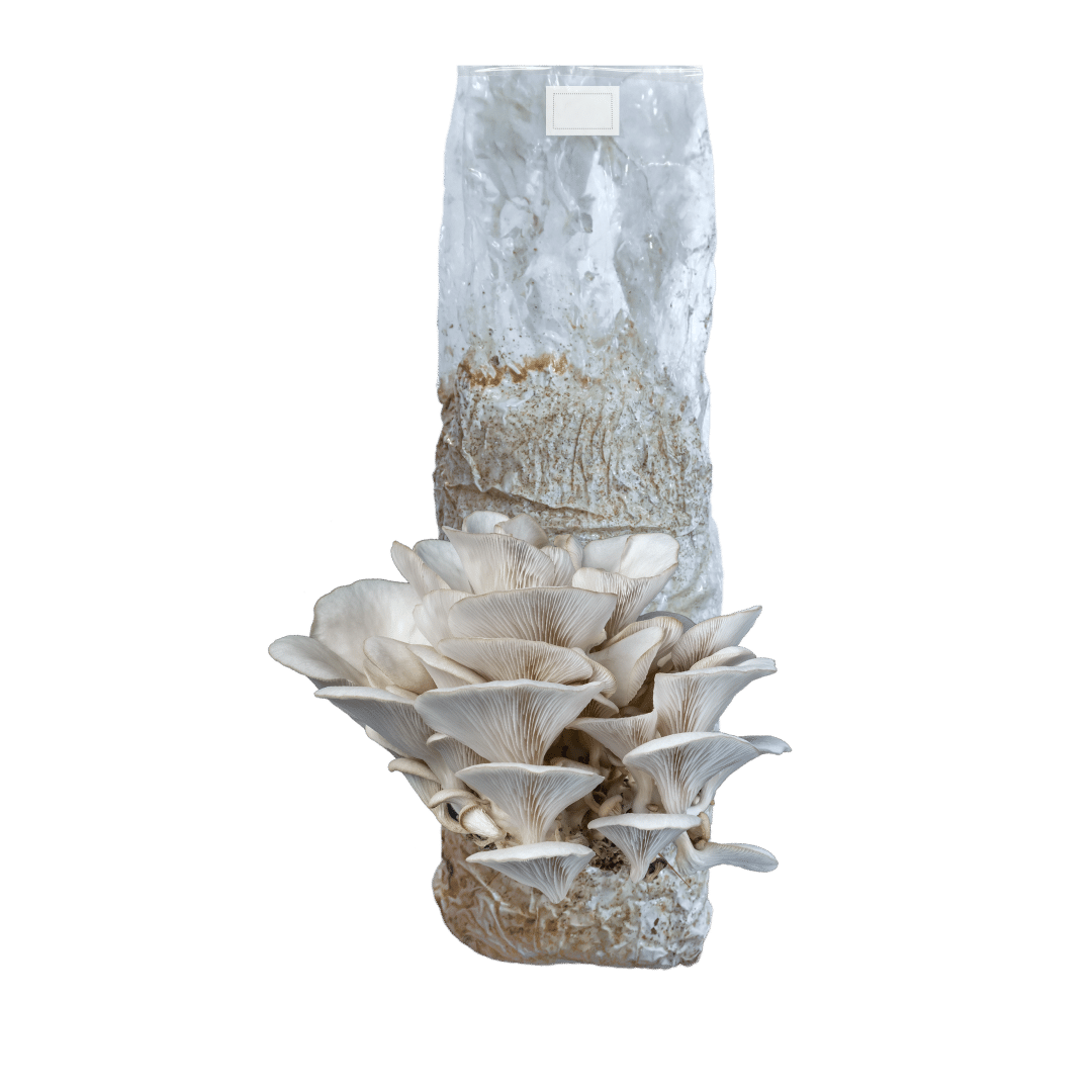 Oyster mushroom growing kit grown on sawdust pellets