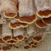 Reishi Fruiting Bags