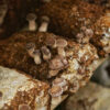 Shiitake fruiting block