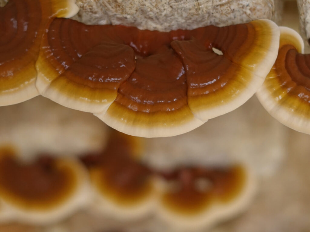 Reishi mushroom