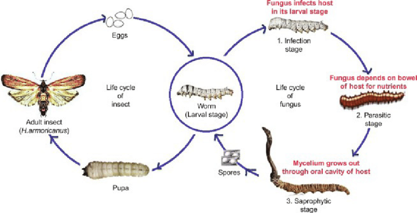 Lifecycle of Cordyceps fungi