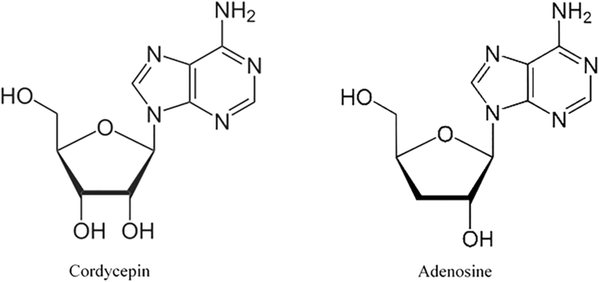 Cordycepin and Adenosine