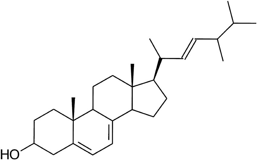 Ergosterol a precursor to Vitamin D2