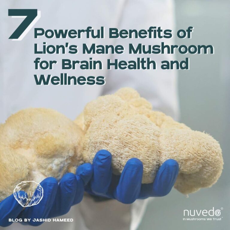Lion's mane mushroom fruit grown at Nuvedo labs in Bengaluru
