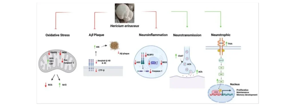 Diagram illustrating how Lion’s Mane Mushroom extract impacts neuroinflammation, neurotransmission, and neuroprotection in Alzheimer’s disease