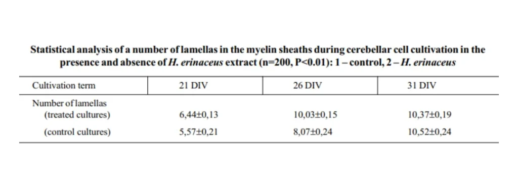 Microscopic images showing re-myelination in brain cells treated with Lion’s Mane Mushroom extract over 21, 26, and 31 days